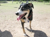 Three Legged Tripawd Dog Dixie