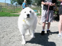 Longmont Tripawds Party