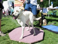 Spree on homemade Buja board at Doggie Olympics