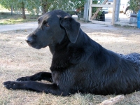 Three Legged Dog Rehab