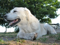 Three Legged Senior Dog