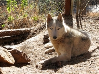 Senior Three Legged Sled Dog Calpurnia