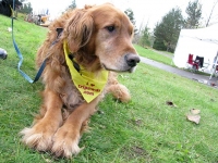 2011 Tripawds Calendar Cover Boy Lincoln