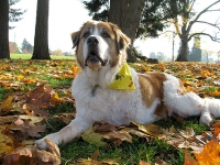 Three Legged Saint Bernard Indi