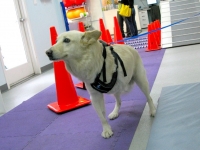 Three Legged Lobo Gets Rehab Therapy