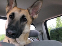 Travis Travels with Wyatt