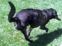 Three Legged Black Lab Ajax Runs