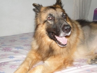 Singapore Tripawd Dodge