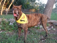Three Legged Cane Corso Cancer Hero Fortis