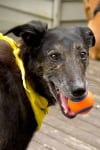 Rio at Northwest Tripawds Party