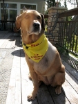 three legged riley dog in tripawds rule bandanna
