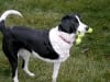 Three Legged Dog Americas