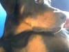 Three Legged Doberman Osteosarcoma Emily