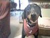 Three Legged Doberman Osteosarcoma Emily