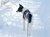 Agile three legged cow dog Maggie