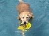 Three legged Golden Sasha swims one year after amputation