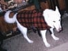 Three Legged White Shepherd Timber