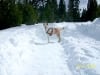 Three legged dog Wrigley in the snow