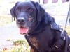 Three Legged Black Lab Ajax Smiles