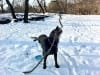 Three Legged Black Lab Ajax in the Snow