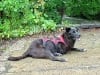 Six Year Canine Cancer Survivor Bandit