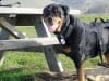 Three Year Cancer Suvivor Three Legged Rottie Sam
