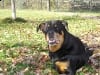 Three Year Cancer Suvivor Three Legged Rottie Sam