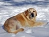 Three Legged Dog Supai