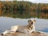 One Year Osteosarcoma Survivor Three Legged Lily
