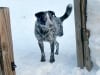 Blue Three Legged Healer in Snow