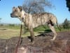 Three Legged Pitbull Mix Lottie