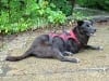 Three Legged Dog Bandit