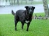 Three Legged Dog Bandit