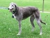 Three Legged Greyhound Boo