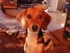 Three Legged Beagle Sky Colorado Springs