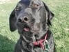 Noah - Three Legged Lab