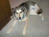 11 1/2 Year Old Tripawd Sadie