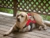 Three Legged Yellow Lab Bocephus