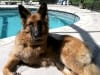 Three Legged German Shepherd Shelby