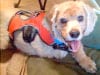 Pi models his new Ruff Wear Harness