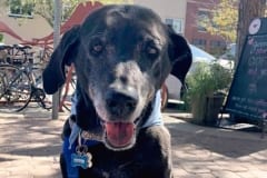 Senior Tripawd Cotee