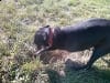 Three Legged Cancer Dog Stas