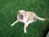 Happy Skippy Three Legged Dog from Facebook Tripawds Group