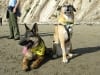 Wyatt with Maximutt at Newport Beach