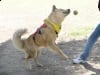 Three Legged Tripawd Dog Chuy