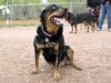 Nikki at Colorado Springs Tripawds Party