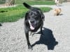 Longmont Tripawds Party