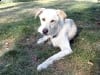 Three Legged Dog Spree