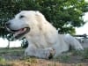 Three Legged Senior Dog