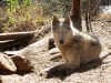 Senior Three Legged Sled Dog Calpurnia